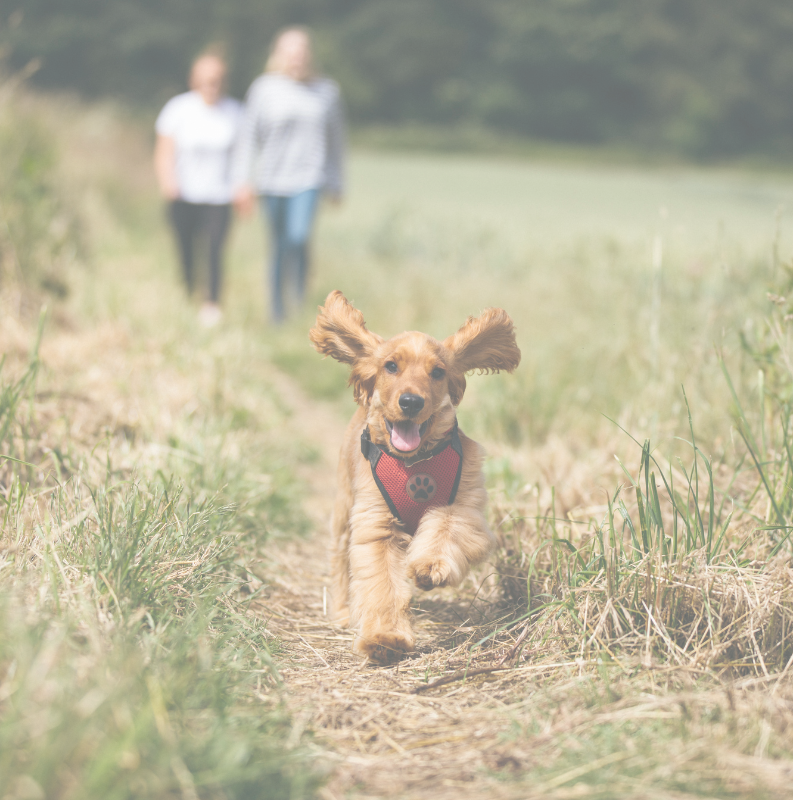 Pet Fear Free - 10 Ml - 100% Natuurzuivere Etherische Olie