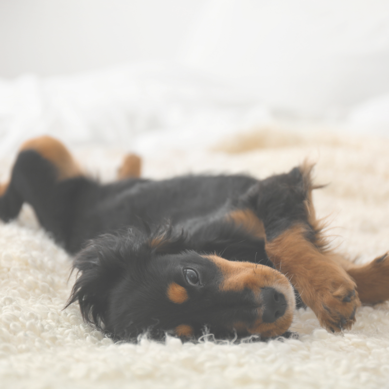 Pet Relax (Dog) - 10 Ml - 100% Natuurzuivere Etherische Olie